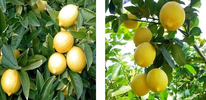 Limón-Eureka-y-Genova-en-arbol