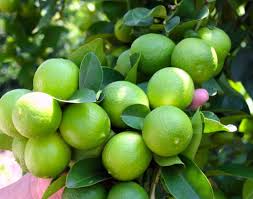 Limón-Pica-en-Arbol