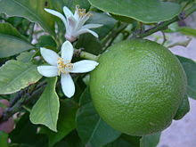 Limon-Sutil-en-Arbol